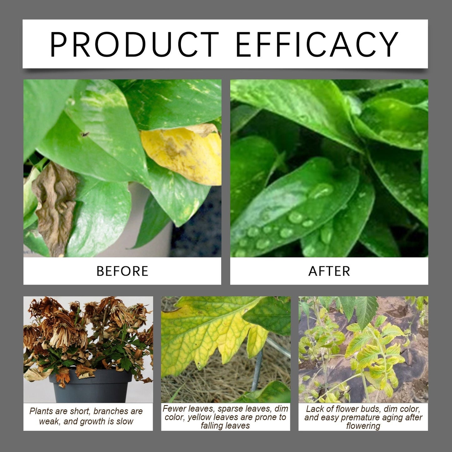 Humic Acid Soil Conditioner Concentrated Formula For Garden Lawn🌿