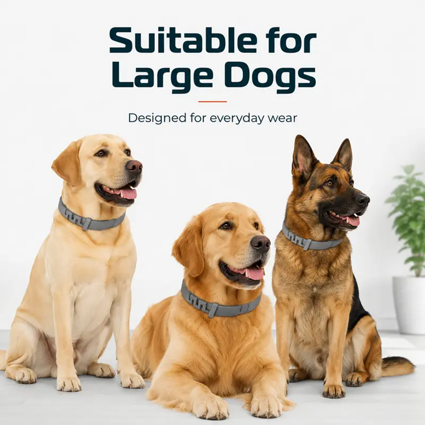 Adjustable Dog Collar with Fresh Scent Comfortable  🐕‍🦺